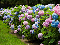 Hydrangea
