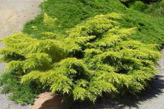 Juniper
