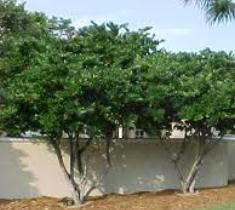Ligustrum ( privet )