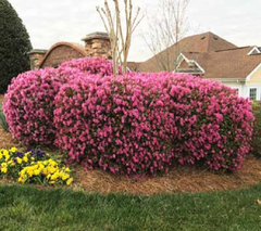 Loropetalum