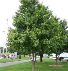Shade Trees