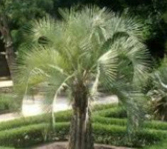 Palm Trees