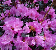 Rhododendron