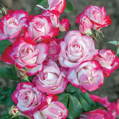 Roses - Shrub Rose