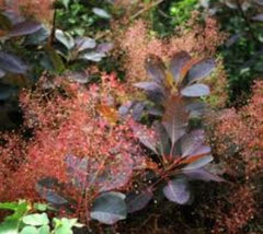 Smoke Tree ( cotinus )