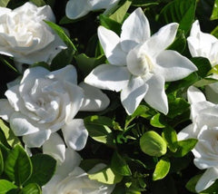 Gardenia