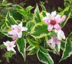 Weigela