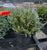 Angelica Blue Spreading Juniper