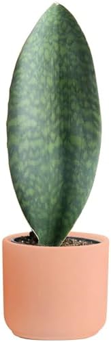 costa farms sansevieria live indoor snake plant Costa Farms Live Snake Plant, Easy to Grow Houseplant in Indoor Decorative Plant Pot, Grower's Choice House Plant in Potting Soil, Housewarming Gift, Room Decor, 1-2 Feet Tall