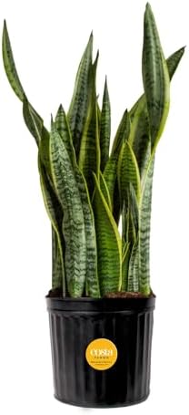 snake plant with stand Costa Farms Live Snake Plant, Easy to Grow Houseplant in Indoor Decorative Plant Pot, Grower's Choice House Plant in Potting Soil, Housewarming Gift, Room Decor, 1-2 Feet Tall