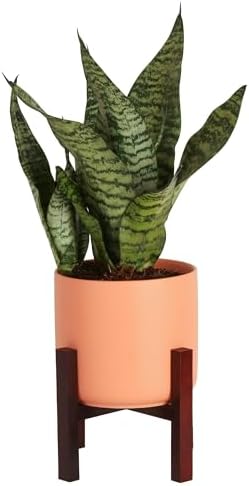 costa farms sansevieria live indoor snake plant Costa Farms Live Snake Plant, Easy to Grow Houseplant in Indoor Decorative Plant Pot, Grower's Choice House Plant in Potting Soil, Housewarming Gift, Room Decor, 1-2 Feet Tall