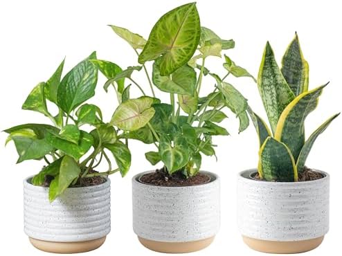 indoor plants for pots Costa Farms Live Plants (3 Pack), Easy to Grow Real Indoor Houseplants, Air Purifying Plants, Grower's Choice in Home Décor Indoors Plant Pots, New House Gift or Room Décor