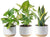Costa Farms Live Plants (3 Pack), Easy to Grow Real Indoor Houseplants, Air Purifying Plants, Grower's Choice in Home Décor Indoors Plant Pots, New House Gift or Room Décor