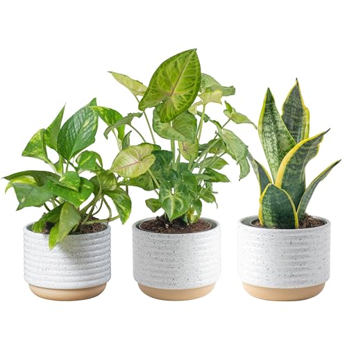indoor planter pots Costa Farms Live Plants (3 Pack), Easy to Grow Real Indoor Houseplants, Air Purifying Plants, Grower's Choice in Home Décor Indoors Plant Pots, New House Gift or Room Décor
