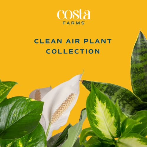 costa farms air purifying plants Costa Farms Live Plants (3 Pack), Easy to Grow Real Indoor Houseplants, Air Purifying Plants, Grower's Choice in Home Décor Indoors Plant Pots, New House Gift or Room Décor