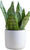 Costa Farms Live Snake Plant, Easy to Grow Houseplant in Indoor Decorative Plant Pot, Grower's Choice House Plant in Potting Soil, Housewarming Gift, Room Decor, 1-2 Feet Tall