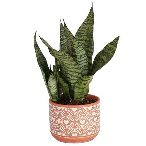 indoor pot for snake plant Costa Farms Live Snake Plant, Easy to Grow Houseplant in Indoor Decorative Plant Pot, Grower's Choice House Plant in Potting Soil, Housewarming Gift, Room Decor, 1-2 Feet Tall