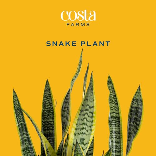 where to buy live snake plant near me Costa Farms Live Snake Plant, Easy to Grow Houseplant in Indoor Decorative Plant Pot, Grower's Choice House Plant in Potting Soil, Housewarming Gift, Room Decor, 1-2 Feet Tall