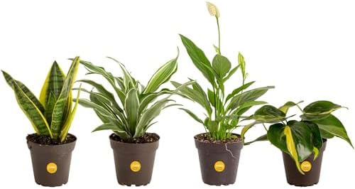 online house plants Costa Farms Live Plants (3 Pack), Easy to Grow Real Indoor Houseplants, Air Purifying Plants, Grower's Choice in Home Décor Indoors Plant Pots, New House Gift or Room Décor