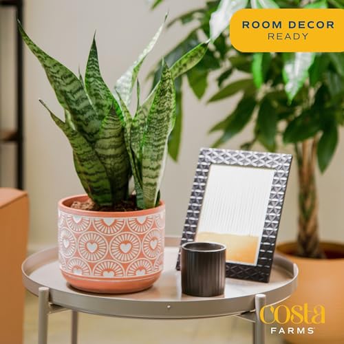 live snake plant delivery Costa Farms Live Snake Plant, Easy to Grow Houseplant in Indoor Decorative Plant Pot, Grower's Choice House Plant in Potting Soil, Housewarming Gift, Room Decor, 1-2 Feet Tall