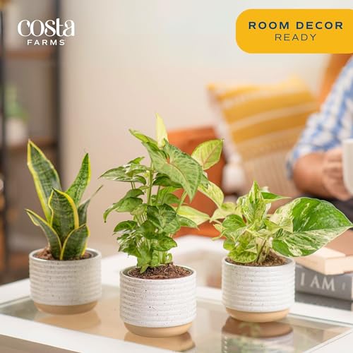 indoor live plants for sale Costa Farms Live Plants (3 Pack), Easy to Grow Real Indoor Houseplants, Air Purifying Plants, Grower's Choice in Home Décor Indoors Plant Pots, New House Gift or Room Décor