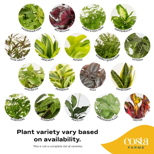 home indoor plants names Costa Farms Live Plants (3 Pack), Easy to Grow Real Indoor Houseplants, Air Purifying Plants, Grower's Choice in Home Décor Indoors Plant Pots, New House Gift or Room Décor