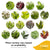 Costa Farms Live Plants (3 Pack), Easy to Grow Real Indoor Houseplants, Air Purifying Plants, Grower's Choice in Home Décor Indoors Plant Pots, New House Gift or Room Décor