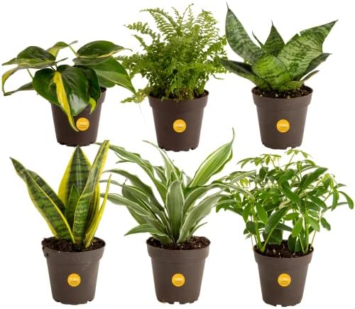 rona house plants Costa Farms Live Plants (3 Pack), Easy to Grow Real Indoor Houseplants, Air Purifying Plants, Grower's Choice in Home Décor Indoors Plant Pots, New House Gift or Room Décor