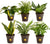 Costa Farms Live Plants (3 Pack), Easy to Grow Real Indoor Houseplants, Air Purifying Plants, Grower's Choice in Home Décor Indoors Plant Pots, New House Gift or Room Décor