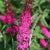 Proven Winner Miss Molly Buddleia 2 Gal, Pink and Red Blooms