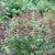 Proven Winner Miss Molly Buddleia 2 Gal, Pink and Red Blooms