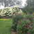 Proven Winner Miss Molly Buddleia 2 Gal, Pink and Red Blooms