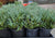 Angelica Blue Spreading Juniper