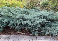 Angelica Blue Spreading Juniper