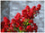 Red Rocket Crape Myrtle Tree