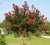Red Rocket Crape Myrtle Tree
