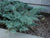 Angelica Blue Spreading Juniper
