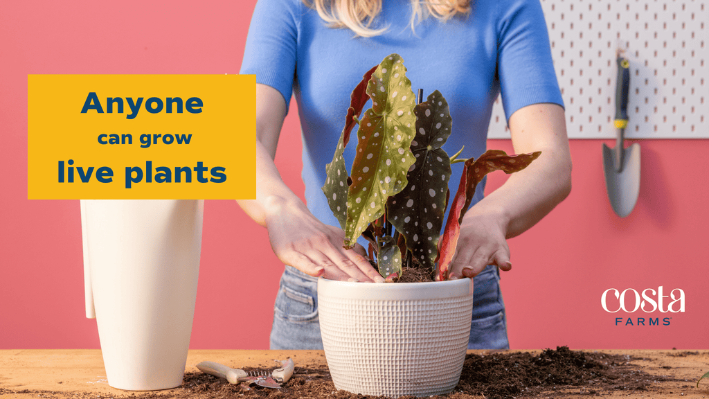 in house plant grower Costa Farms Live Plants (3 Pack), Easy to Grow Real Indoor Houseplants, Air Purifying Plants, Grower's Choice in Home Décor Indoors Plant Pots, New House Gift or Room Décor