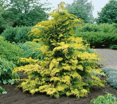 Crippsii Golden Hinoki Cypress
