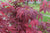 Emperor 1 Red Japanese Maple