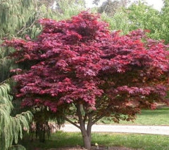 Tree with vibrant red-purple foliage in a park setting