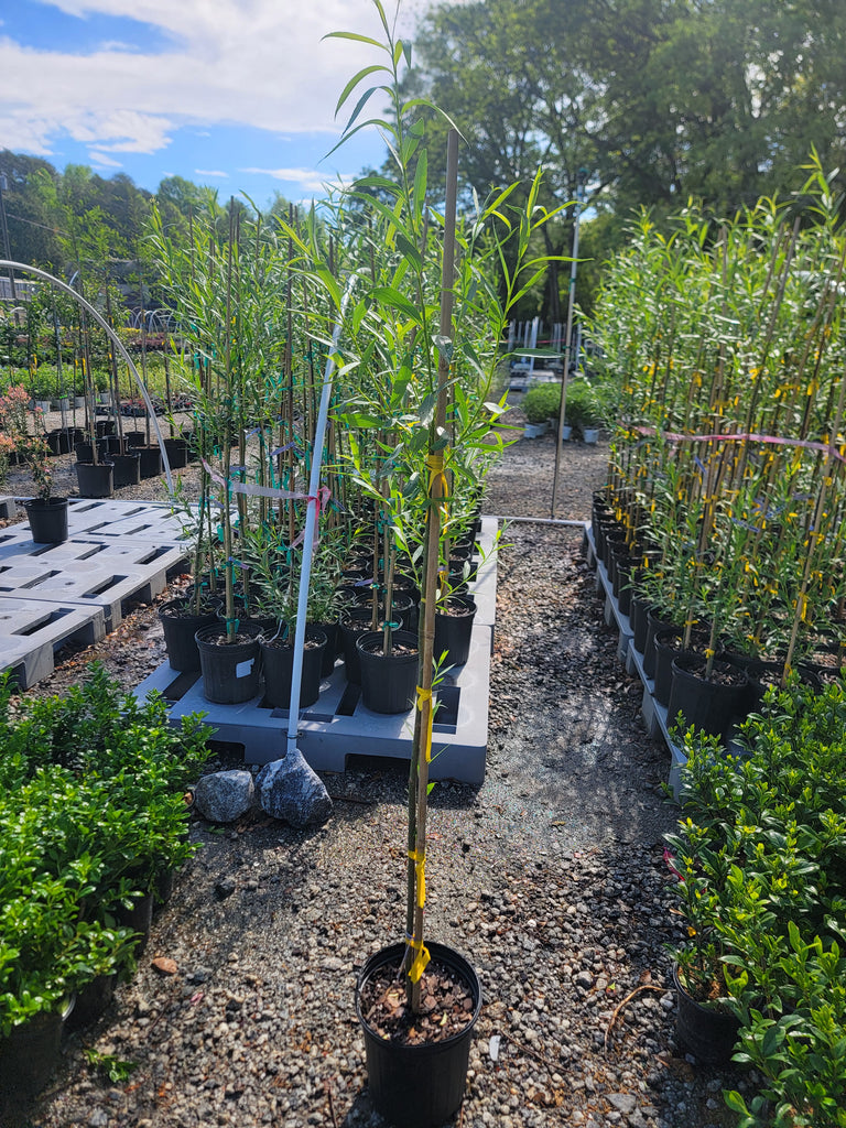 weeping willow plant in pot Weeping Willow Tree