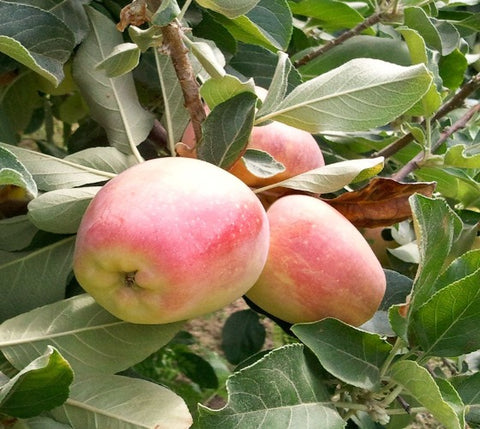 Anna Apple Tree ( Malus )