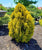 Forever Goldy Arborvitae ( Thuja )
