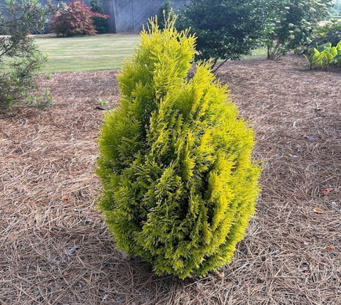Forever Goldy Arborvitae ( Thuja )