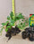 Starter Plant