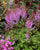 Pumila Astilbe (False Spirea)