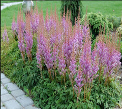 Pumila Astilbe (False Spirea)