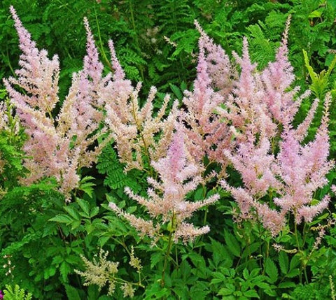 Sprite Pink Astilbe ( false spirea )