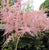 Sprite Pink Astilbe ( false spirea )